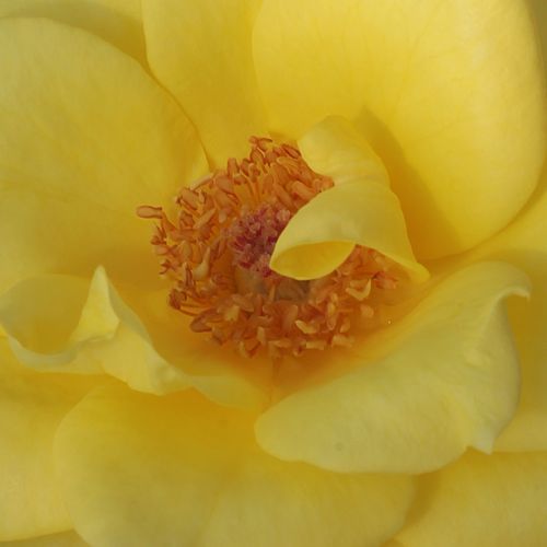 Rosa Frau E. Weigand - rosa de fragancia intensa - Árbol de Rosas Híbrido de Té - rosal de pie alto - amarillo - Ludwig Weigand- forma de corona de tallo recto - Rosal de árbol con forma de flor típico de las rosas de corte clásico.